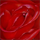 poster / affiche rose wild with piercing est disperible en (L x H): 40 x 40 cm de H. Hübsch