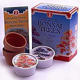 Bonsai Tree Double Seed Kit - Japanese black pine and Japanese Maple