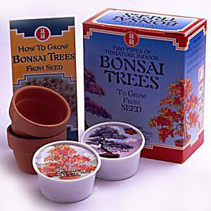 Childrens Toyshop  Outdoor Living : Bonsai Tree Double Seed Kit - Japanese black pine and Japanese Maple
