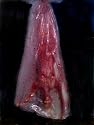 Bloody babe body bag lifesize