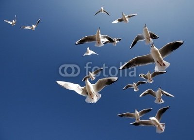 Wallmonkeys Peel and Stick Wall Decals - Free as a Bird - 24W x 17H Removable Graphic
