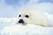 Baby Seal Cub Art Print Poster By Unknown, 24 