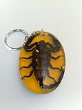 Scorpion Key Ring, real Scorpion in amber colour acrylic - Insect Keychain / Bag charm (1 Supplied).