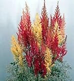 Grande Astilbe Perennial 4 Plants - Shade - Very Hardy!