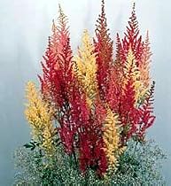 Grande Astilbe Perennial 4 Plants - Shade - Very Hardy!