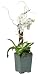 Ashcroft Gardens Premium Orchid Garden, White