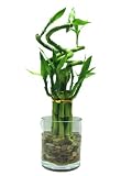 Betterdecor- 1 Set of Lucky Bamboo Arrangement (11 Stalks) in a Glass Vase for Gift and Feng Shui
