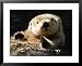 Closeup of a Captive Sea Otter Making Eye Contact Framed Art Poster Print by Tim Laman, 31x25