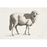 Sheep, by Johan Jacob Biedermann (Print On Demand)