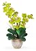 Double Phalaenopsis Silk Orchid Flower Arrangement in Green - Nearly Natural - 1026-GR