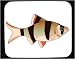 Mouse Pad with "tiger fish", tigerbarb, aquarium, animal