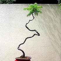 Staghorn Sumac 20 Seeds