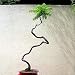 Staghorn Sumac 20 Seeds