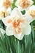 Unwins Bulbs - Daffodil Tall White Fire 10 prepacked bulb(s)