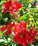 Eigenschaften tropical.garden  / Zierquitte - chinesisch - Chaenomeles speciosa 15K