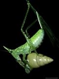 Cone-Headed Katydid, Eating Snail, Costa Rica Photographic Poster Print by Michael Fogden, 18x24