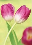 Tulip Dance Garden Flag