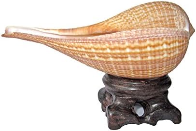 Spoon Conch Shell (5") &amp; Wooden Base (1.5") for White Sage Herbs or Palo Santo Holy Wood Incense Sticks