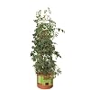 Hydrofarm GCTB Tomato Barrel with 4-Foot Tower