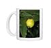 Photo Mugs of Jlm-2734 Guava - Fruit from Ardea Wildlife Pets