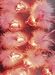 Kitchen & Housewares : 20 Pink Heart Feather Lightset / Fairy Lights