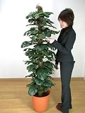 光触媒 観葉植物 スプリットフィロ 165cm