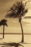 Palm Beach I by Dennis Kelly 11 