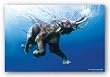 Swim - Elephant Swimming Photo by Steve Bloom 36"x24" Art Print Poster