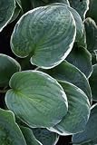 Amazon / Hirts: Perennials; Shade: Christmas Tree Hosta - Shade Perennial - Potted