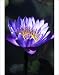 Photographic Prints of Water lily (Nymphaea sp.) from Science Photo Library
