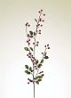 Club Pack of 12 Artificial Iced Red Christmas Berry Branches 43"