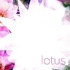 Lotus