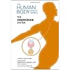 The Endocrine System (The Human Body-How It Works)