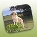 Golden Retriever Mouse Pad - Full Body v.1