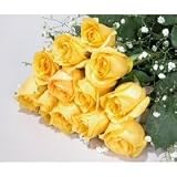 One Dozen Long Stemmed Premium Yellow Roses