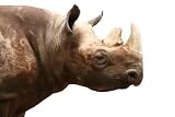 Rhino on White - 24