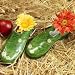 Size 6 Clogs