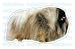 Pet Supplies : PEKENESE - Dog Decal - sticker dogs car got window