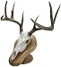 Walnut Hollow Deluxe Euro Skull Display Kit, Oak