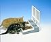 Pet Supplies : Cat Mate C20 Automatic Pet Feeder (10.25'' x 8.25'')