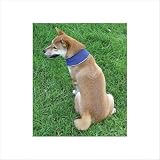 Kyjen Outward Hound Designer Cool-It Bandana, Medium, Blue