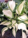 Dancing in the Rain Hosta Hybrid Potted NEW! 41eonkl4dEL. SL160 Dancing in the Rain Hosta Hybrid Potted NEW!