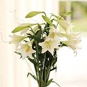 Love Lily Bouquet