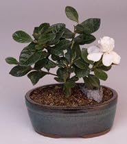 M&M BONSAI GARDENIA BONSAI TREE