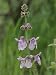 Close View of Chinese Houses Flowers Photographic Poster Print by Rich Reid, 24x32