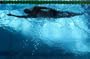 Olympic Swimmer