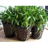3 Mooskugeln, 3 Topf Neuseelandgras, D�nger
