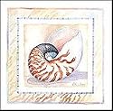 Bordered Shell-Nautilus Art Print Poster By Paul Brent, 11 " x 11 "