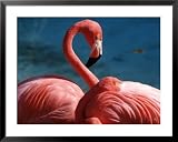 Pink Flamingos Photography Framed Art Poster Print by Michele Burgess, 39x31