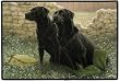 Faithful Friends Black Labrador Dog Lab Indoor/outdoor Doormat Rug Mat